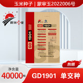 【阳光种业】玉米种子 GD1901 [40000粒]