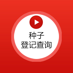 种子查询